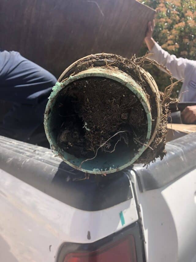 root in sewer pipe